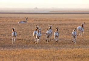 Gabelbock Antilope Saskatchewan Kanada foto