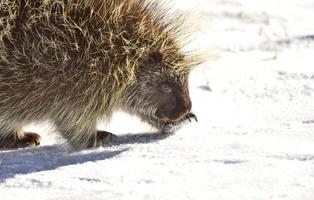 Stachelschwein im Winter foto