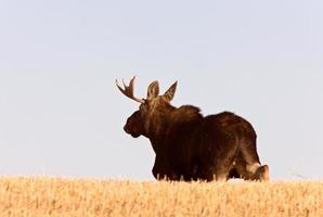 Junger Elchbulle, der auf dem Präriefeld läuft foto