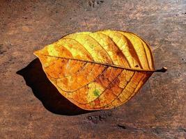 gelbe Blätter auf exotischem Holz, perfekt für den Hintergrund foto