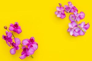 frische lila Orchidee auf gelbem Hintergrund. dekorations- und gartenkonzept für zu hause im freien foto