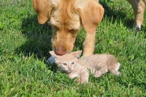 orange getigerte Hauskatze und Labrador-Hund foto