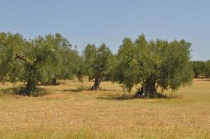 Olivenbäume in Chalkidiki foto