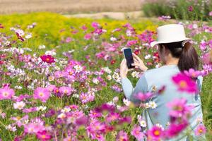 Frau mit Smartphone, um Kosmosblumen im Garten zu fotografieren foto