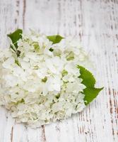 weiße Hortensie auf dem Tisch foto