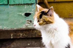 Katze hat interessante ursprüngliche Fellfarbe im Freien foto