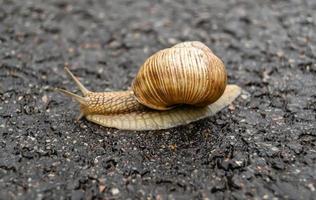 große Gartenschnecke im Schneckenhaus kriecht auf nasser Fahrbahn foto