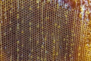 Bienenwabe aus Bienenstock gefüllt mit goldenem Honig foto