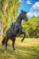 Schönes schwarzes Pferd steht auf seinen Hinterbeinen in der Natur foto