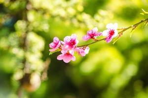 frühling, schöne rosa blumen auf baumasten. foto