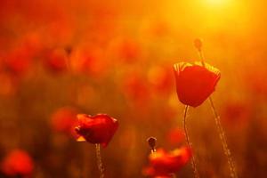 schöne rote scharlachrote mohnblumen bei sonnenuntergang nahaufnahme auf dem feld foto