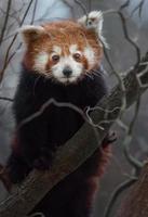 roter Panda auf Ast foto