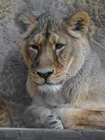 Löwin im Zoo foto