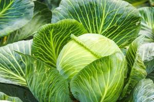 frischer Bio-Großkohl im Garten, selektiver Fokus foto