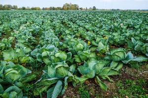 Landschaftsansicht eines frisch wachsenden schönen Kohlfeldes, selektiver Fokus foto