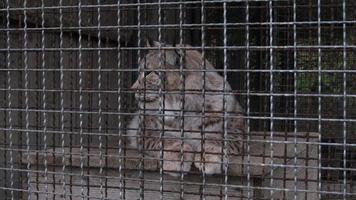 Luchs im Zoo. Tier in Gefangenschaft. Luchs in einem Käfig. Wildschutz foto