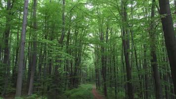dunkler Pfad im Wald. grüne Landschaft. Waldhintergrund. foto