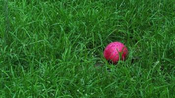 roter Apfel auf einem Gras. Hintergrund mit rotem Apfel. Apfel und Platz für Text foto