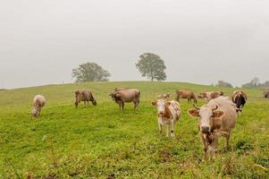 Kühe mit grasenden Kälbern foto