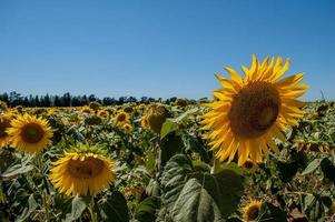 Sonnenblumen in der toskanischen Landschaft foto