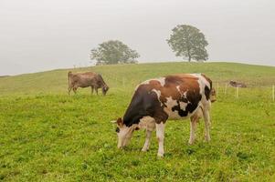 Kühe mit grasenden Kälbern foto