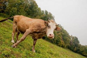 Kühe mit grasenden Kälbern foto