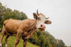 Kühe mit grasenden Kälbern foto