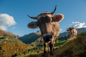 das schafft Wasserfall mit Moos foto