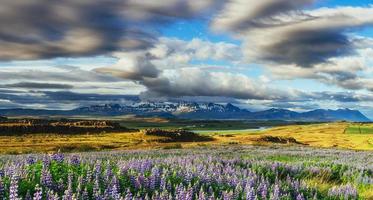 schöne wiese mit lupinen bewachsen. dramatischer Himmel. foto