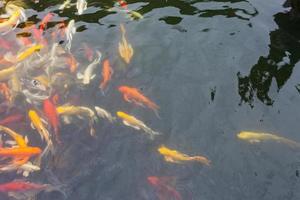 Koi-Fische im Teich foto