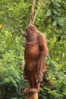 Orang-Utan steht auf einem Baumstamm foto