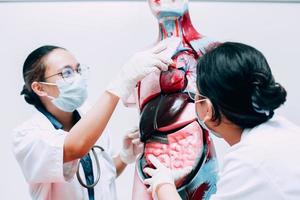Arzt und Krankenschwester oder Teamspezialisten, Beobachtung und Diskussion über die menschliche Lunge im menschlichen Organmodell foto
