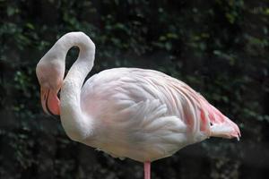 Weißer und rosafarbener großer Vogel-Flamingo foto