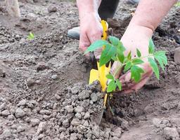 Frau pflanzt Tomatensetzlinge in einem Gewächshaus. Gartenarbeit. der Prozess des Gemüseanbaus. foto