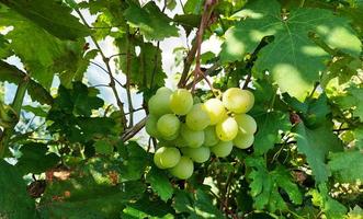 Im Garten wächst eine Weintraube zwischen den Blättern. die ernte ist reif. Gartenarbeit, Anbau, Weinberg. foto