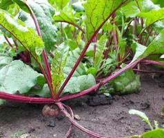 Rüben wachsen im Gartenbeet. bunte blätter, ernte, sommer, gartenarbeit, gemüse, bauernhof. foto