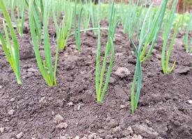 Zwiebeln wachsen im Garten. landwirtschaftliche Beete, Gartenarbeit, grüne Blätter. foto