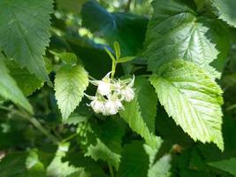 Himbeeren reifen auf einem Zweig. Unreife Beeren im Garten, grüne Blätter. foto