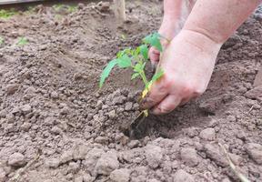 Frau pflanzt Tomatensetzlinge in einem Gewächshaus. Gartenarbeit. der Prozess des Gemüseanbaus. foto