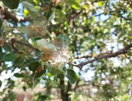 Schädlinge am Apfelbaum. Spinnweben und Raupen an Zweigen und Blättern. foto