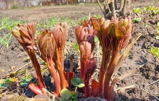 Pfingstrose wächst im Frühling im Garten. Sämlinge kleine Pflanzen. Gartenarbeit. sonniger Tag. Blätter. foto