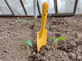 Setzlinge von Paprika in einem Gewächshaus. Gartenarbeit, Natur, Pflanzen, Frühling. foto