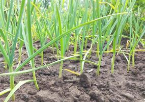 Knoblauch wächst im Gemüsegarten. landwirtschaftliche Beete, Gartenarbeit, grüne Blätter. foto