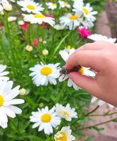 Das Kind hält einen Chafer in seiner Handfläche. das kind erkundet die natur, fängt insekten. Kindheit, lernt die Welt herum. Entwicklung des Kindes. foto