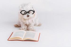 lustiger hund mit brille und einem buch foto