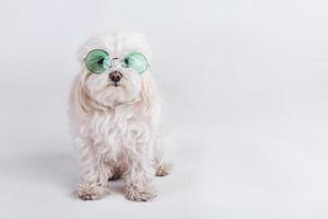 lustiger Hund mit Sonnenbrille foto