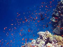 Roter Fisch im blauen Meer foto