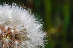 weiche Blowball-Nahaufnahme foto