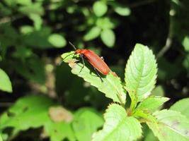 roter Käfer auf einem grünen Blatt foto