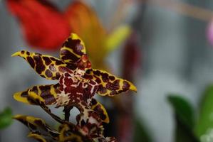 Detailansicht der bunten Orchidee foto
